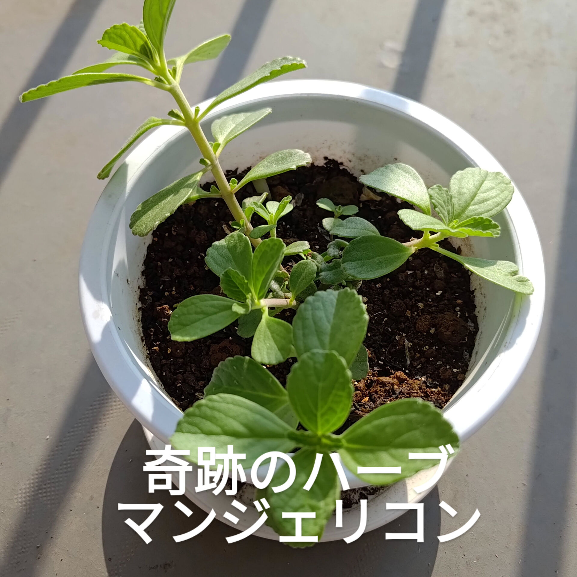 🌿🌱🌿🌱🌿