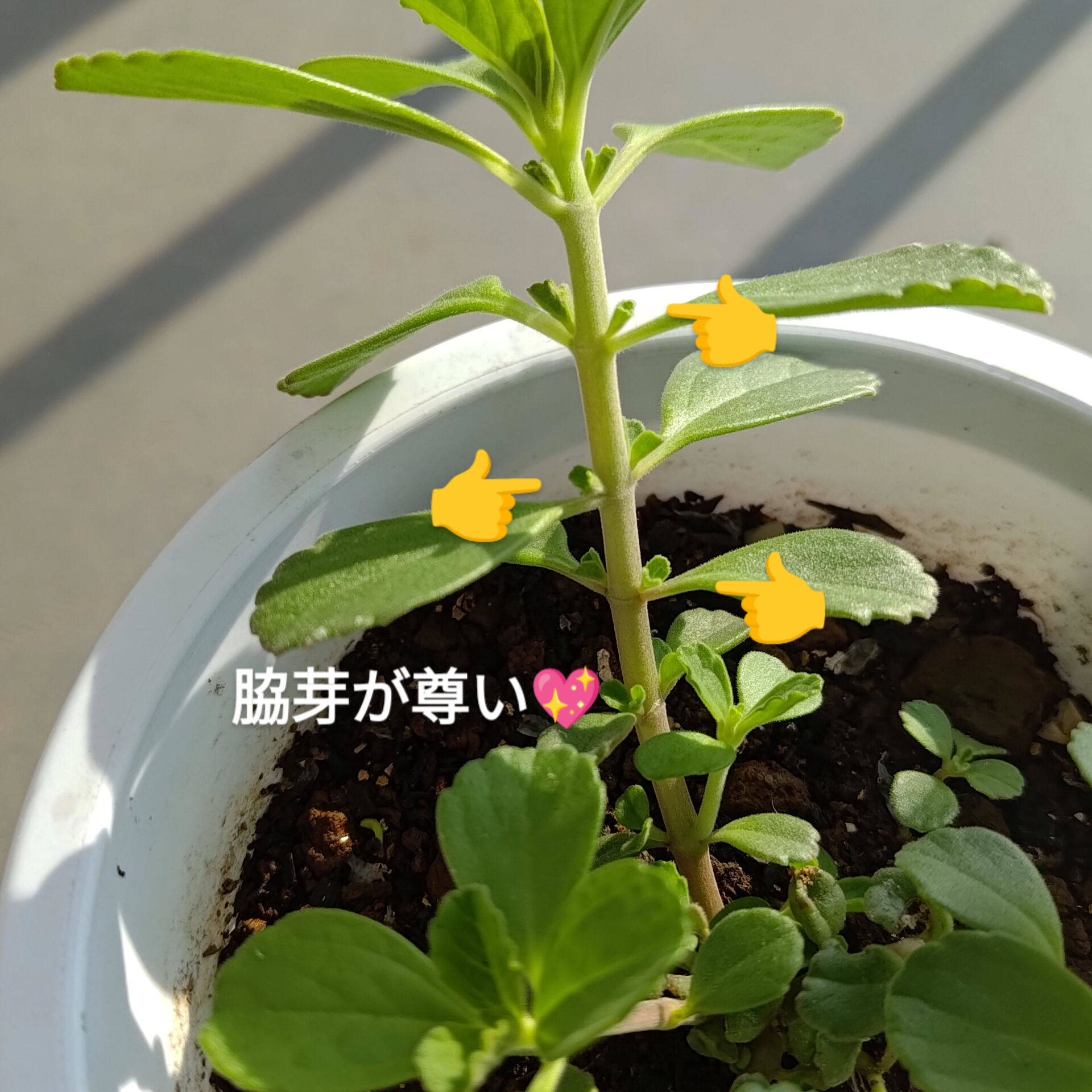 🌿🌱🌿🌱🌿